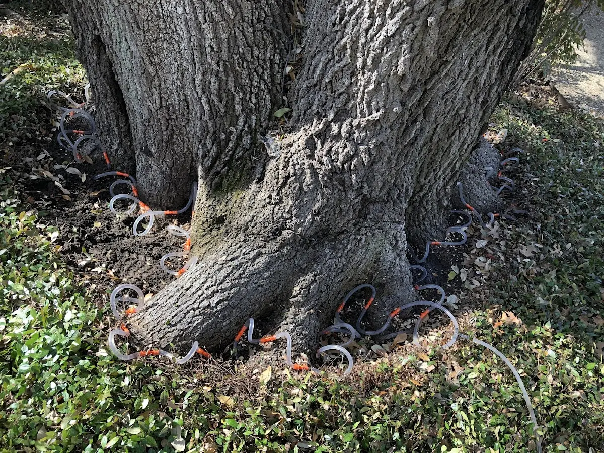 Detailed Tree Cabling and Bracing job site in Trexlertown