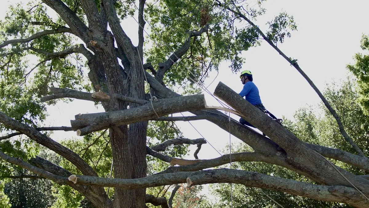 Professional Crown Thinning performed by certified arborists in Trexlertown