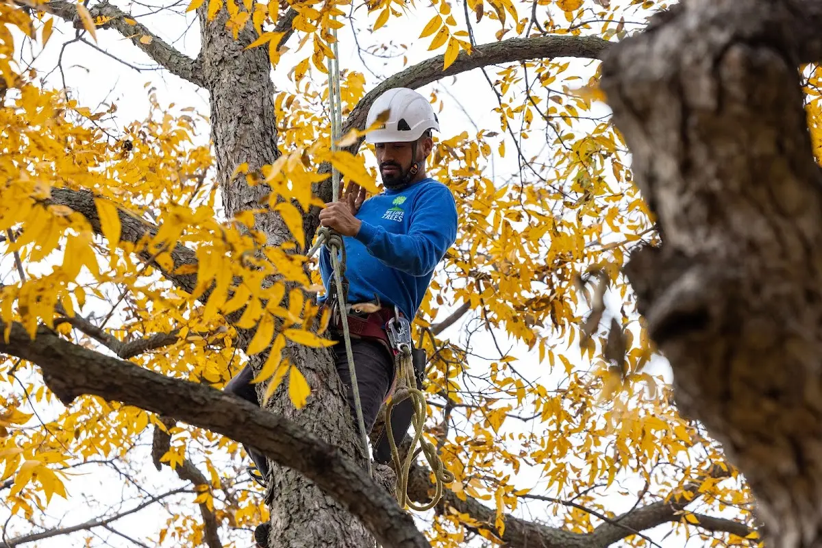 Skilled Tree Planting crew working in Trexlertown