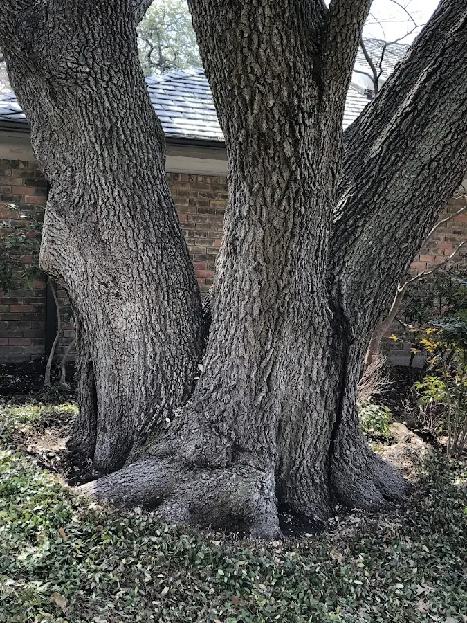 Mature heritage tree close to a Trexlertown property cared for by certified arborists